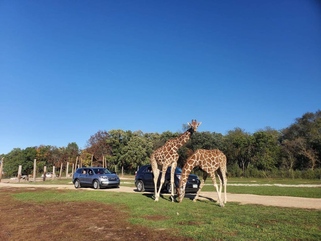 Drive-in safari in Lake Geneva